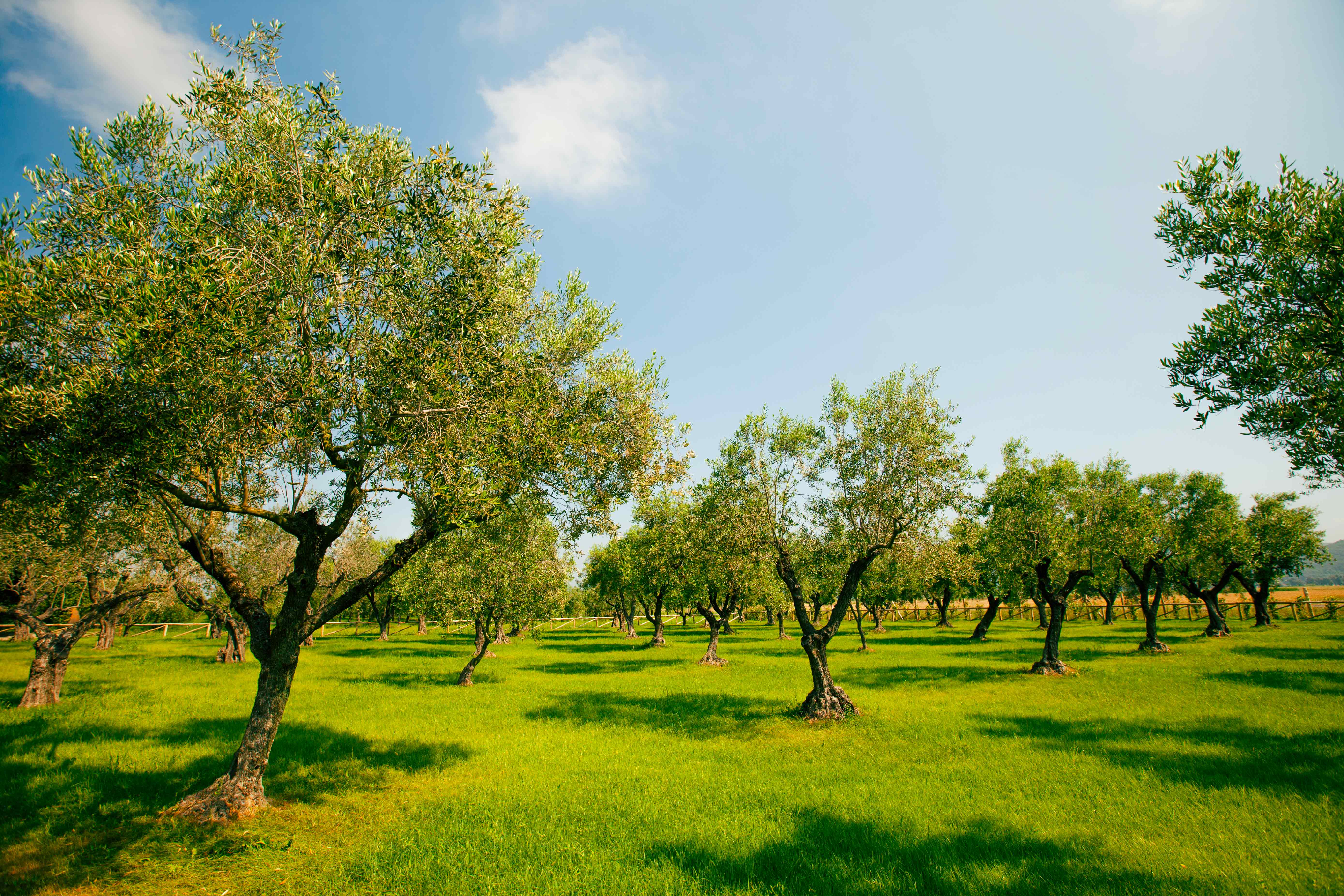 SALOV - Packaging Olio della Villa Filippo Berio